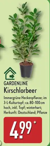 Aldi Nord GARDENLINE Kirschlorbeer Angebot