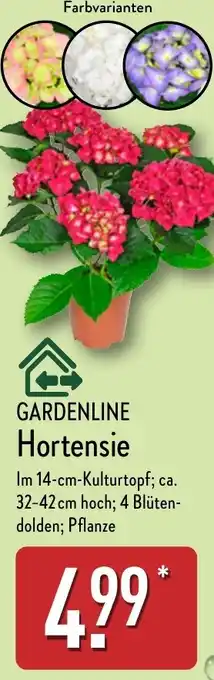 Aldi Nord GARDENLINE Hortensie Angebot