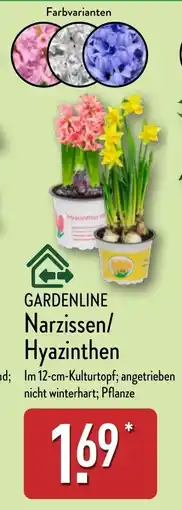 Aldi Nord GARDENLINE Narzissen/ Hyazinthen Angebot