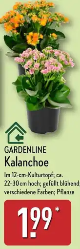 Aldi Nord GARDENLINE Kalanchoe Angebot