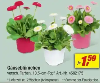 toom Baumarkt Gänseblümchen Angebot