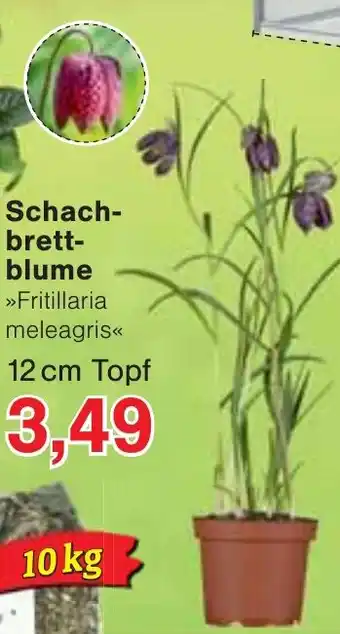 Jawoll Schach- brett- blume Angebot