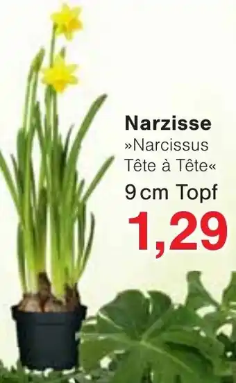 Jawoll Narzisse Angebot