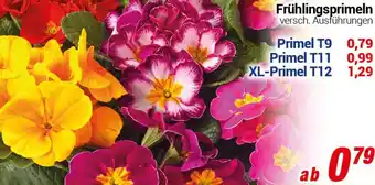 CENTERSHOP Frühlingsprimeln Angebot