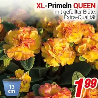 CENTERSHOP XL-Primeln QUEEN Angebot