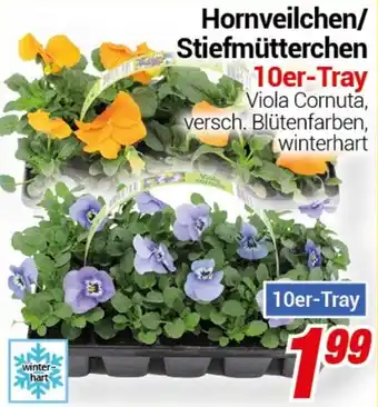 CENTERSHOP Hornveilchen/ Stiefmütterchen Angebot