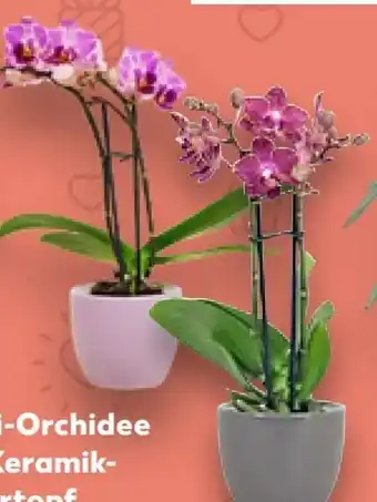 Kaufland Mini-Orchideen Angebot