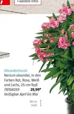 Bauhaus Oleanderbusch Angebot