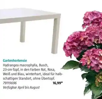 Bauhaus Gartenhortensie Angebot