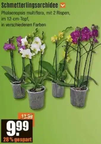 V Baumarkt Schmetterlingsorchidee Angebot