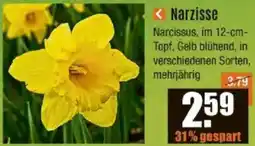 V Baumarkt Narzisse Angebot