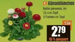 V Baumarkt Gänseblümchen Angebot