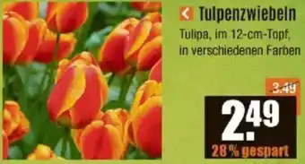 V Baumarkt Tulpenzwiebeln Angebot