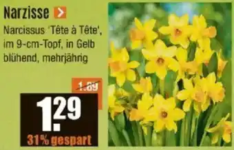 V Baumarkt Narzisse Angebot