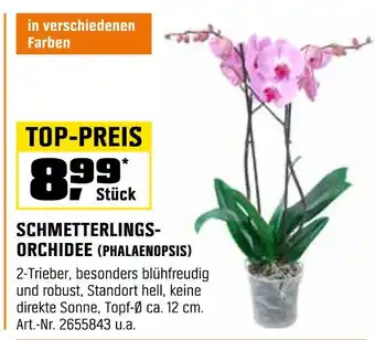 OBI Schmetterlings-orchidee (phalaenopsis) Angebot