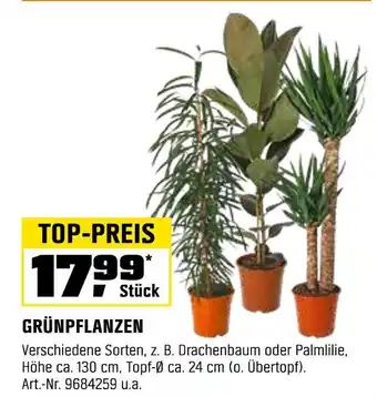 OBI Grünpflanzen Angebot