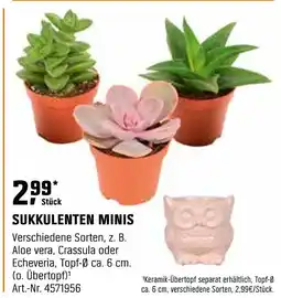 OBI Sukkulenten minis Angebot