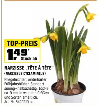 OBI Narzisse „tête à tête“ Angebot