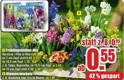 B1 Discount Baumarkt Frühlingsblüher-Mix Angebot