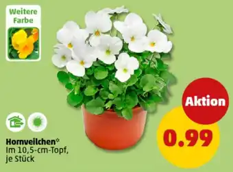 PENNY Hornveilchen Angebot