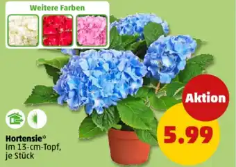 PENNY Hortensie Angebot