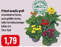 Feneberg Primel acaulis groß Angebot