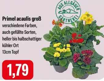 Feneberg Primel acaulis groß Angebot