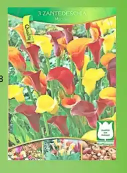 Thomas Philipps Zantedeschia Angebot