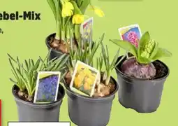 Thomas Philipps Blumenzwiebeln Mix Angebot