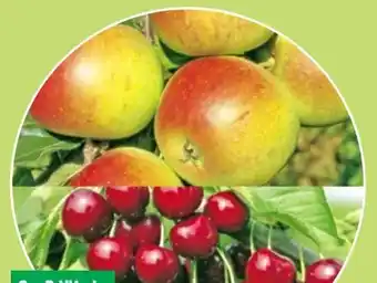 Thomas Philipps Obstbäumchen Angebot