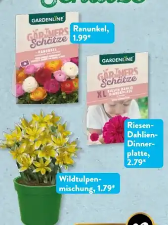 Aldi Süd Gardenline Blumenzwiebeln Angebot