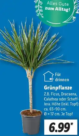 Lidl Grünpflanze Angebot