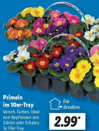 Lidl Primeln im 10er-Tray Angebot