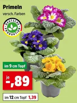 Thomas Philipps Primeln Angebot