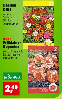 Thomas Philipps Dahlien din i oder frühjahrs-begonien Angebot