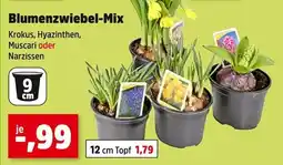 Thomas Philipps Blumenzwiebel-mix Angebot