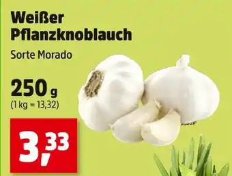 Thomas Philipps Weißer pflanzknoblauch Angebot