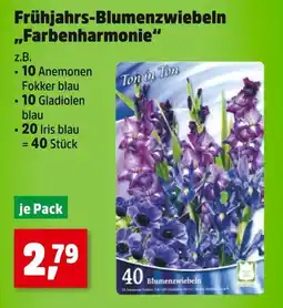 Thomas Philipps Frühjahrs-blumenzwiebeln farbenharmonie Angebot