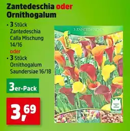 Thomas Philipps Zantedeschia oder ornithogalum Angebot