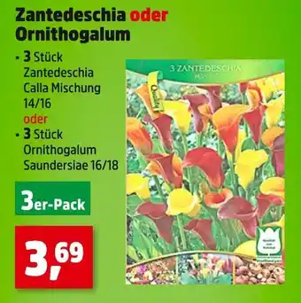 Thomas Philipps Zantedeschia oder ornithogalum Angebot