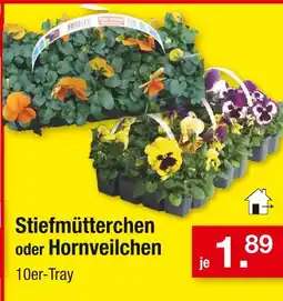 Zimmermann Stiefmütterchen oder hornveilchen Angebot