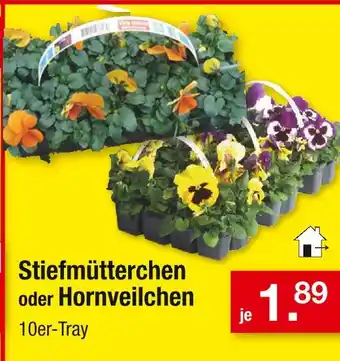 Zimmermann Stiefmütterchen oder hornveilchen Angebot