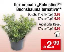 Zimmermann Ilex crenata „robustico“ buchsbaumalternative Angebot