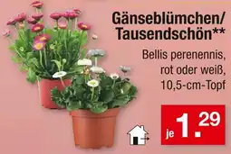 Zimmermann Bellis perennis gänseblümchen oder tausendschön Angebot