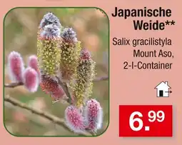 Zimmermann Japanische weide Angebot