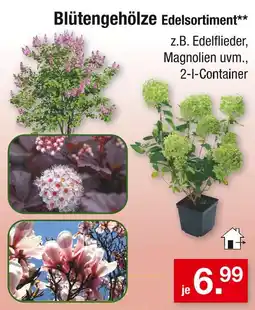 Zimmermann Edelsortiment blütengehölze Angebot