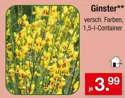 Zimmermann Ginster Angebot