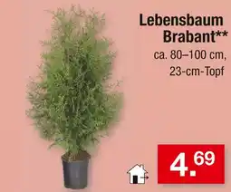 Zimmermann Lebensbaum brabant Angebot