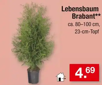 Zimmermann Lebensbaum brabant Angebot