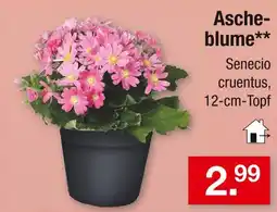 Zimmermann Ascheblume Angebot